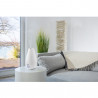 Υγραντήρας αέρα Beurer LB 37, Μέχρι 20 m2, 200 ml/h, ενδείξεις LED, Νυχτερινή λειτουργία, Λευκό